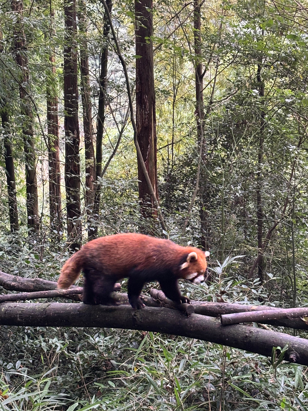 Chengdu experience