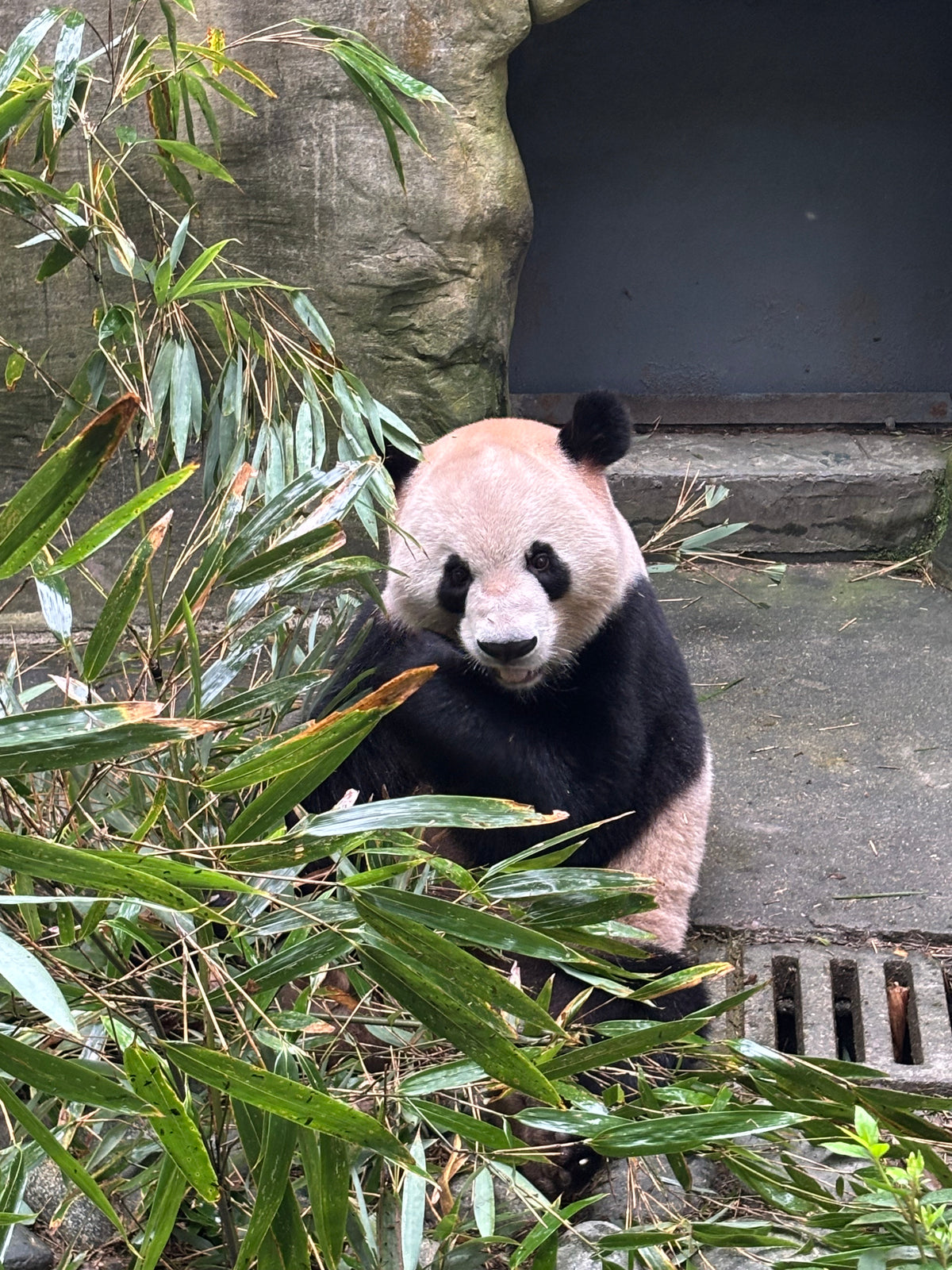 Chengdu Giant Panda Base