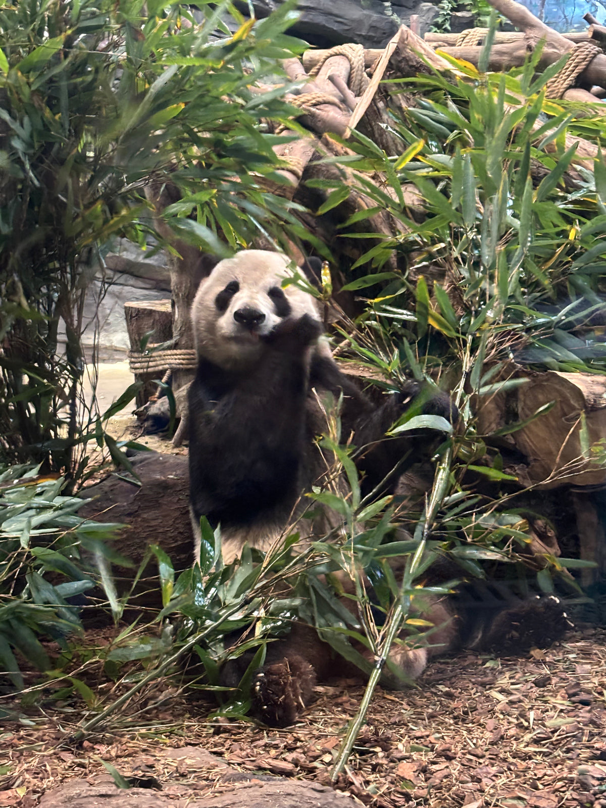Giant Panda Base