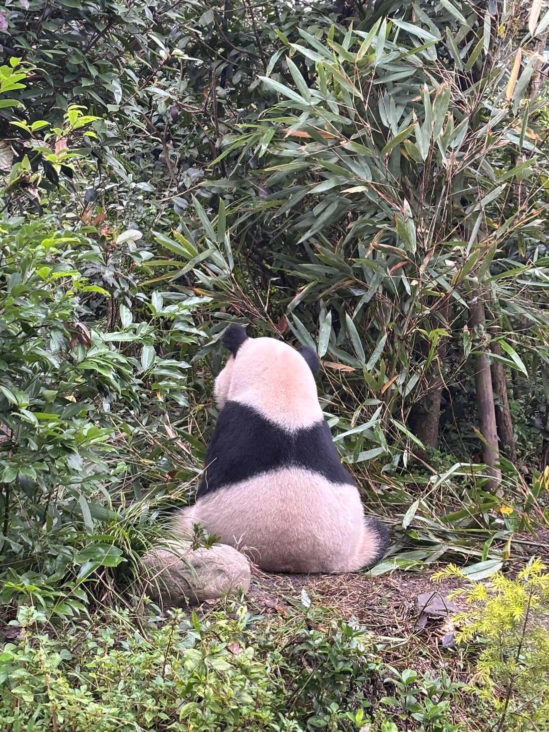 Chengdu Giant Panda Base